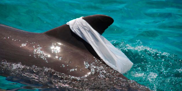 In the ocean, plastic bags suffocate fish, turtles, penguins, seabirds and other marine animals.