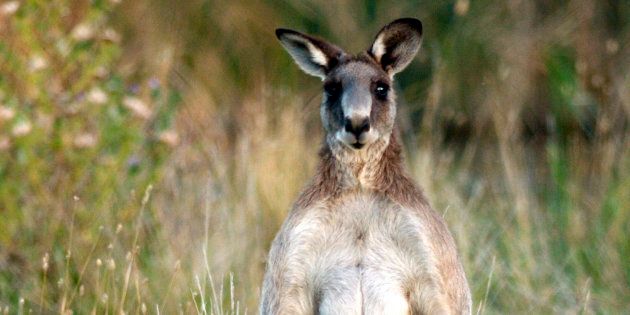 Police are appealing for information after reports the a kangaroo was dragged through Gouburn.