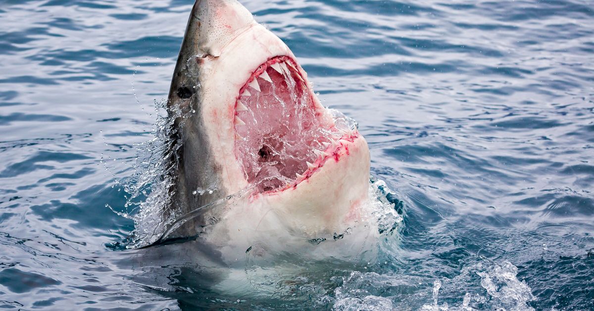 You'll Never Sleep Again After Watching This Great White Take A Nap ...