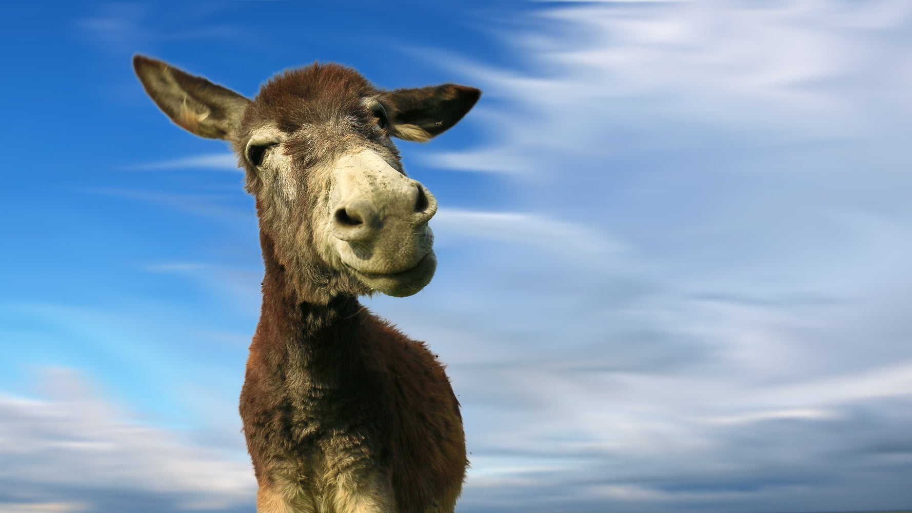 Donkey Voters Can't Have An Opinion For The Next Three Years HuffPost