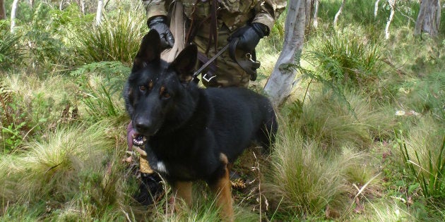 The NSW Police Force farewell PD Chuck.