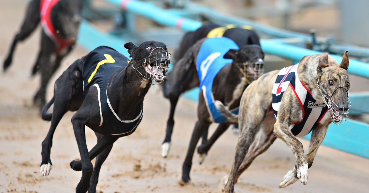NSW Greyhound Racing Ban What Happens To The Dogs