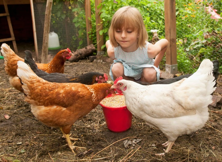 Several Aussie companies allow people to rent chickens before they commit to buying.