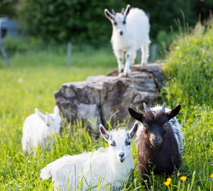 We're not kidding -- you can hire a herd of goats to clear your paddock or block.