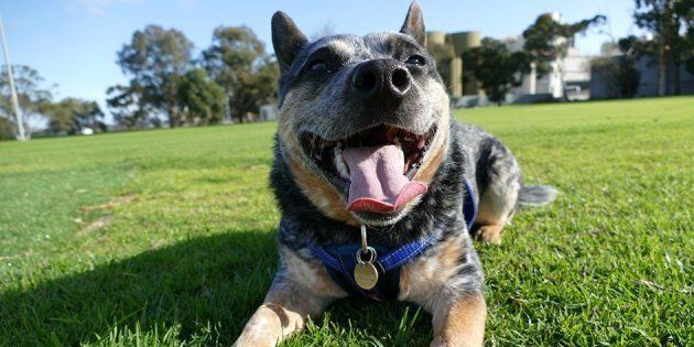 Rescue dogs like Billy the blue heeler are increasingly finding homes through online sites where new owners can flick through their profiles to find a perfect match.