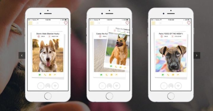 Just like Tinder, users swipe left or right to save an animal to a favourites list or keep searching.