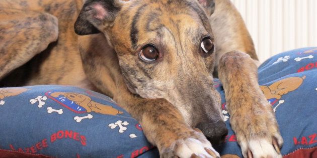 RSPCA NSW expects thousands of greyhounds will need a home.