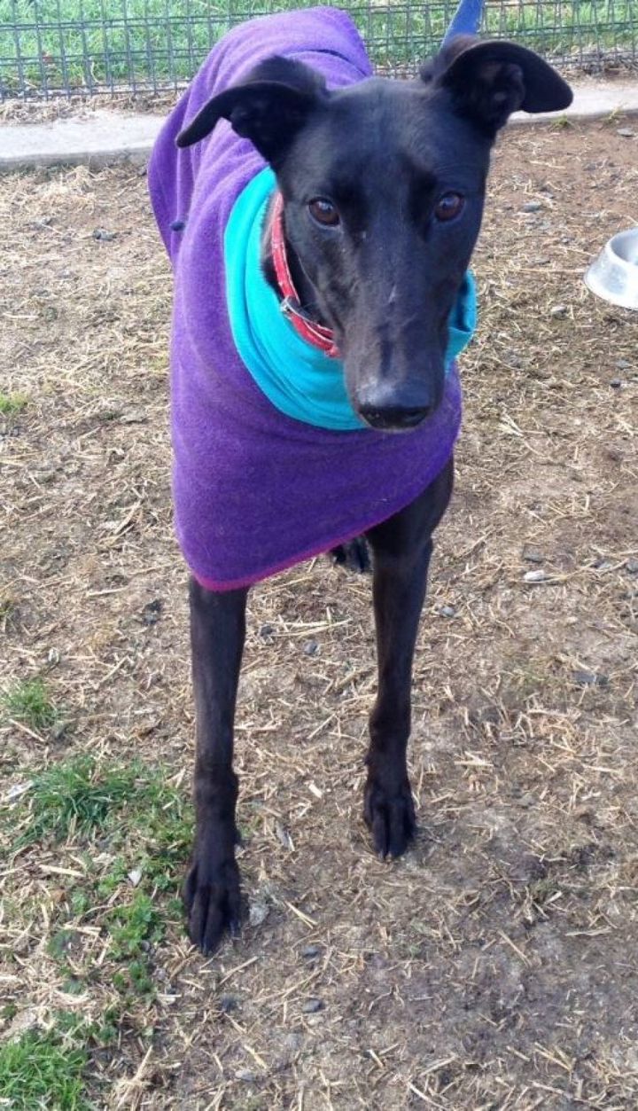 Kunamata, 3, is in the Blue Mountains waiting to find a home. His owner handed him in after the greyhound racing ban was announced.