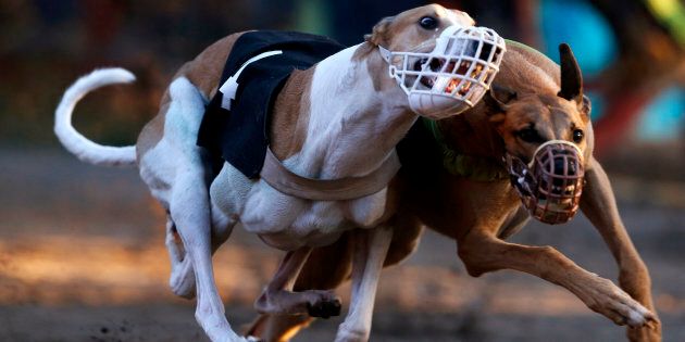 The NSW greyhound racing industry wants a ban lifted on the sport