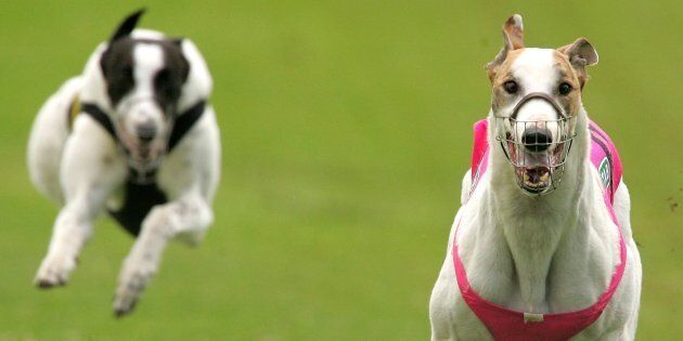 You can head to Sydney's Wentworth Park and save a greyhound on Saturday.