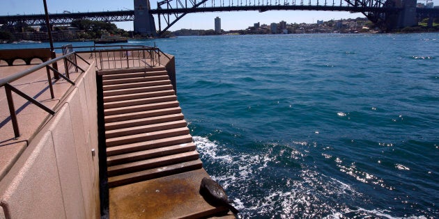 The Sydney seal lolls about on the steps of the Sydney Opera House.