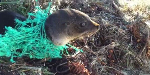 The seal pup was stuck in a knotted net.