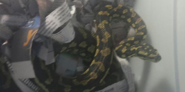 This snake was on a train, and the passengers weren't impressed.