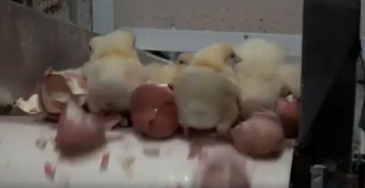 Male chicks fall off the conveyor belt at a Victorian hatchery.