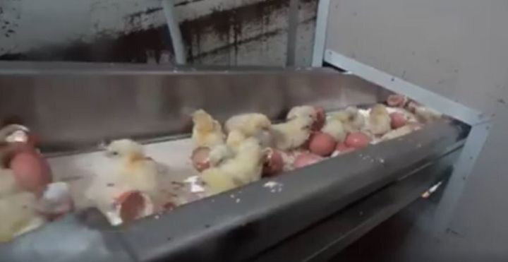Male chicks sit on the conveyor belt at a Victorian hatchery.
