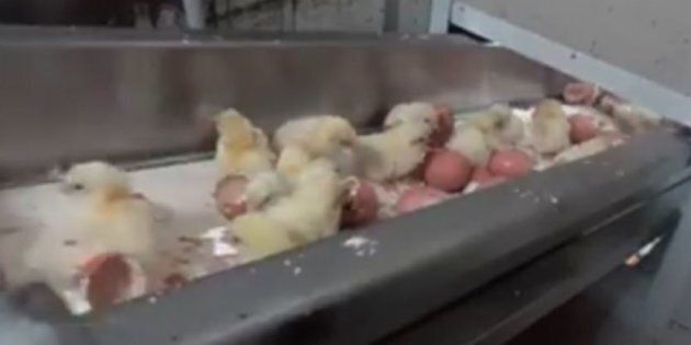 Chicks sit on a conveyor belt before falling into a grinder.