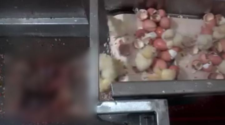 Male chicks fall into the grinder at a Victorian hatchery.