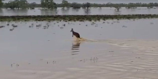 This kangaroo takes jumping puddles to the extremes.
