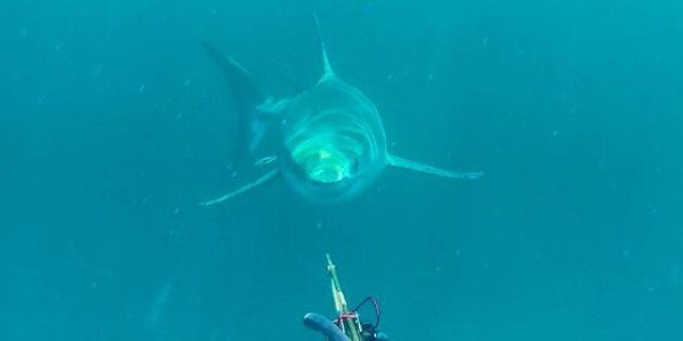A great white shark comes out of the depths near off Cape Moreton.