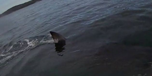 An Australian kayaker recently filmed himself being circled by a massive shark.