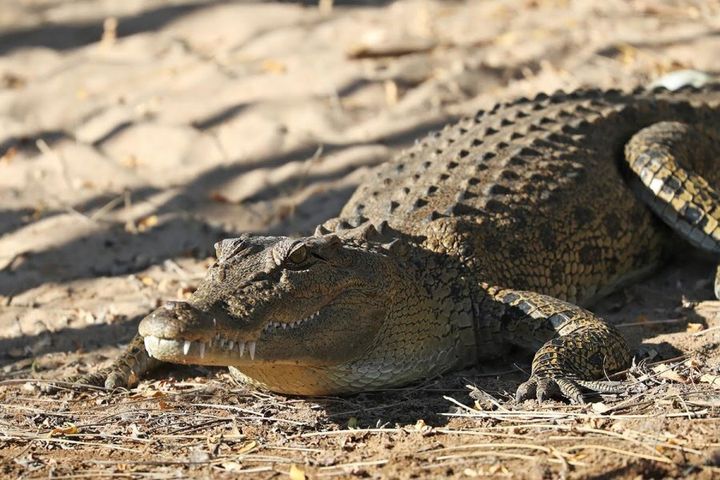 Scott snapped this crocodile sunbaking on the Ord River, but it didn't snap back.
