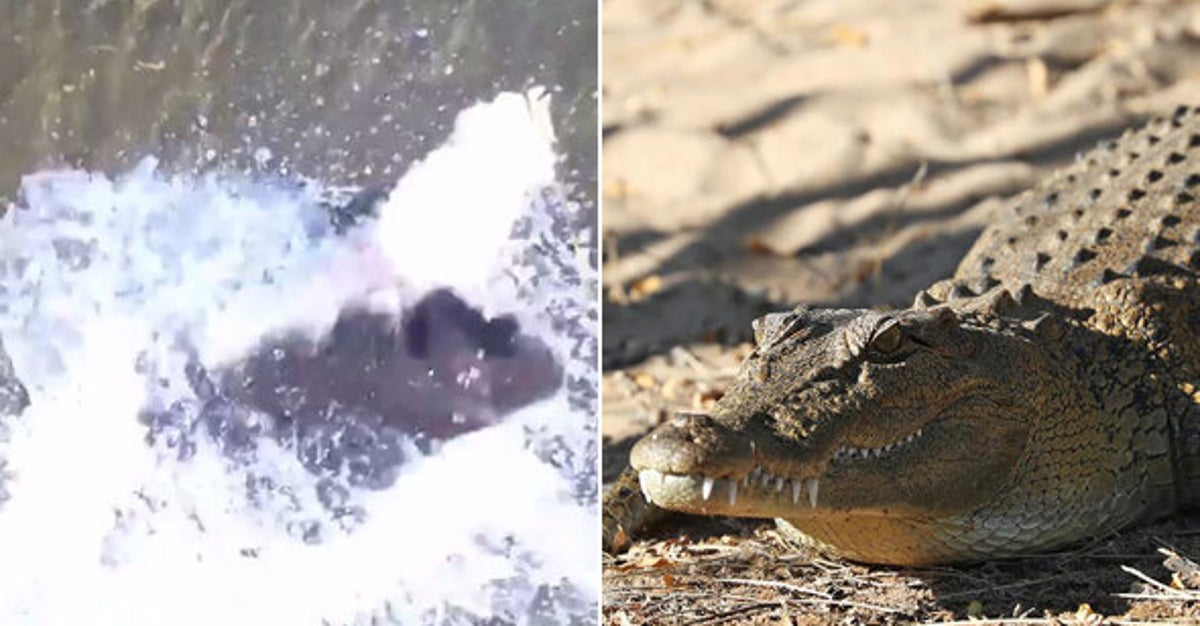 Watch This Massive Saltwater Crocodile Launch Itself At A Drone ...