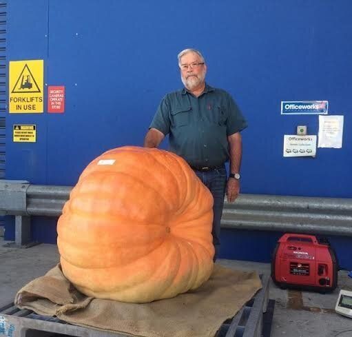 Jim's giant pumpkin weighed in at 184 kgs.