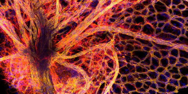 Part of the blood vessel network found in the retina of the eye.