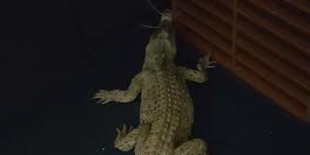 One of the saltwater crocs released inside the Humpty Doo highschool.