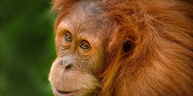Perth Zoo's Orangutan Nyaru has gone home to Sumatra.