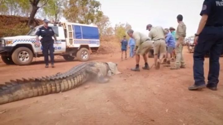 Look at the size of the croc, then look at the size of the truck behind it.
