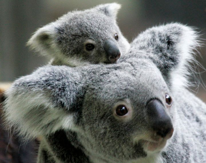 The next generation of koalas is looking brighter.