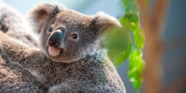 Koalas need our help.