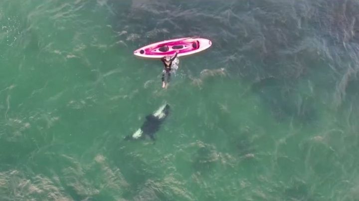 The whale follows him back to his kayak.