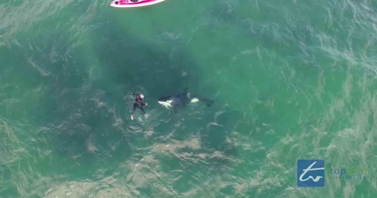 Kayaker Jumps In To Swim With Killer Whales In New Zealand HuffPost News