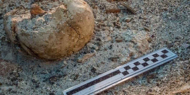 Skull in situ on the Antikythera shipwreck during excavation.