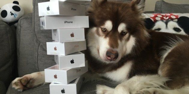 Coco the dog is seen sitting next to a stack of iPhone 7s which were reportedly purchased for her after their release
