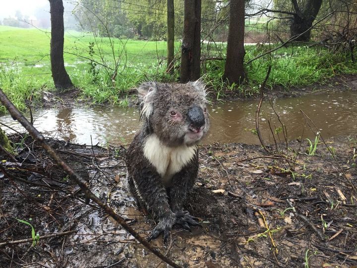 Here's Jimmy after Russell Latter guided him across the road away from the worst of the floodwaters. He's looking around for a tree to climb up...and very soon he is up the tree and dry again!