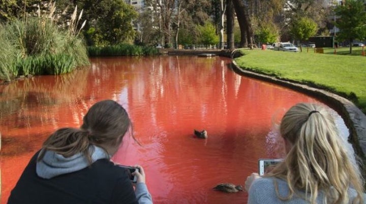 There's something in the water at Carlton gardens.