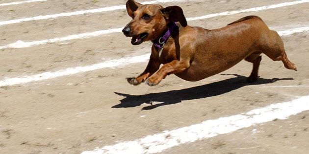 Sausage dogs races have taken centre stage in Melbourne.