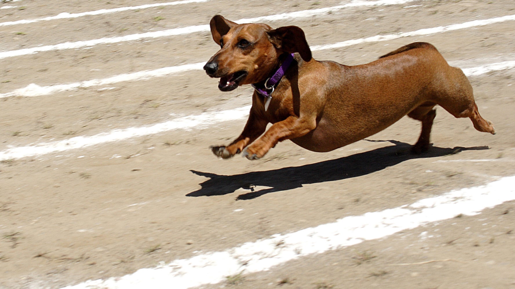 Sausage Dog Dash Charms Melbourne HuffPost Australia News