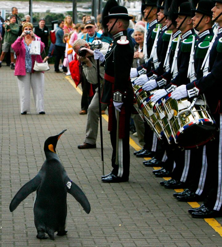 King penguin Sir Nils Olav III walks past soldiers from the Norwegian King's Guard.