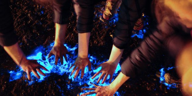 Getting hands on with bioluminescent algae