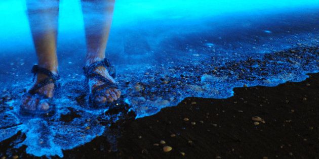 Bioluminescent algae. You're standing in it!