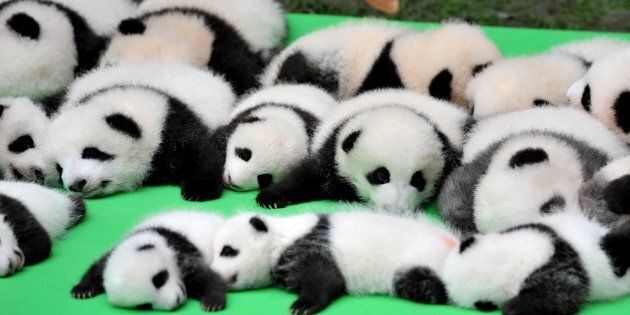 23 giant panda cubs walk into a bar...