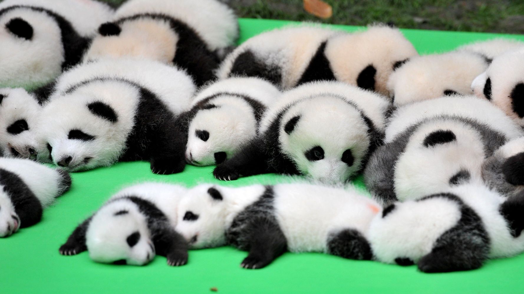 23 Adorable Panda Cubs Met The Public For The First Time | HuffPost null