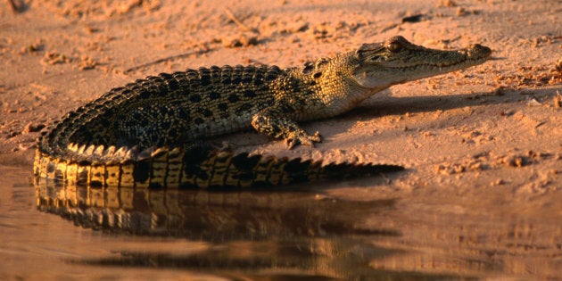 Sure freshwater crocodiles have a bad bite but they've got nothing on their saltwater cousins.