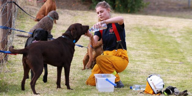 A fire plan is essential, even for your pets. Here pups are tendered to after fires swept South Australia in 2015.