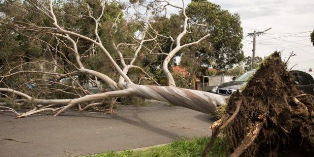 A large tree has blown over blocking Rossmoyne Street in Thornbury, Melbourne. Most of the emergency callouts have been related to fallen trees, blown over in winds of up to 120 kilometres per hour.