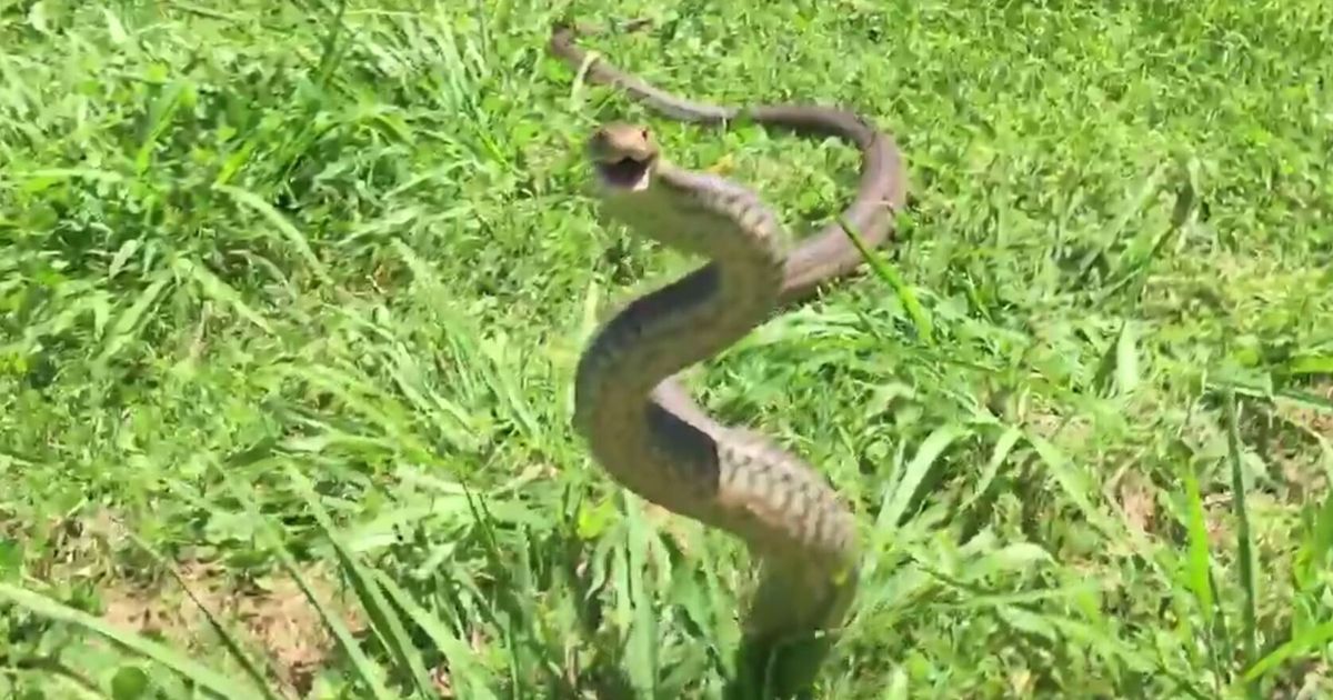 Slow-Motion Brown Snake Looks Kinda Cute | HuffPost News